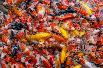 golden yellow or red koi fish or many hungry fancy carp group and colorful by feed for lucky fortune pet in pond or pool and farm with clean and clear water on top view