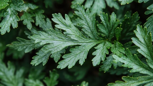 Green Fresh Leaves of Armoise Herb with Detailed Leaf Texture