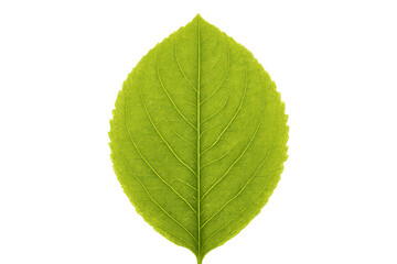 Fototapeta premium Green leaf with intricate veins, symbolizing growth, renewal, health, and clean environment, isolated on a transparent background