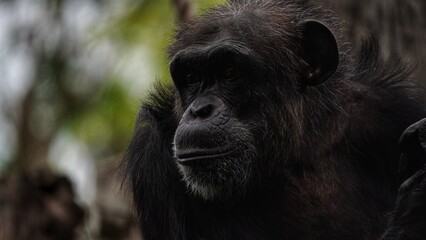 A close-up of a dark chimpanzee with a serious expression, brownish-black fur, and a gray muzzle. Blurred forest background