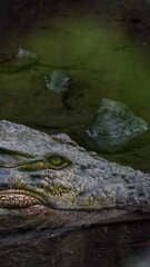Obraz premium A close-up of the eye and dark gray scaly skin of a submerged crocodile, lurking alertly in murky green water.