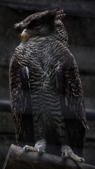 A dark, large owl with gray barred plumage and ear tufts, perched upright on a wooden branch, looking intently to the side