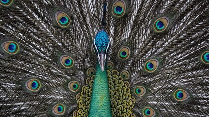 Obraz premium A close-up portrait of a blue-green peacock's head and neck with its full tail fanned out, displaying dramatic ocelli patterns.