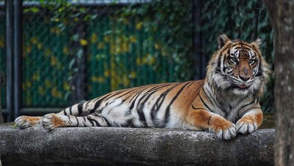 An orange-and-black striped tiger is resting casually on a large rock, staring intently. Lush green background