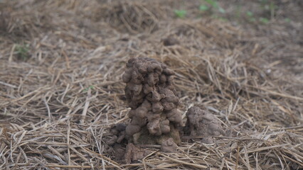 Close up of a earthworm home standing in the dry field