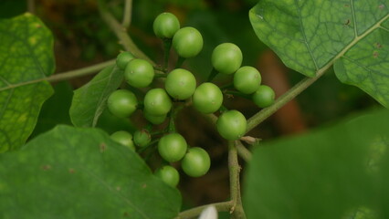 Close up of a green Pea eggplant bunch with leaves
