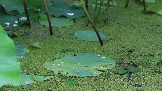 밤사이 내린비로 연못의 연잎위에 물방울이 맺혀있습니다.The rain that fell overnight has left water droplets on the lotus leaves in the pond.