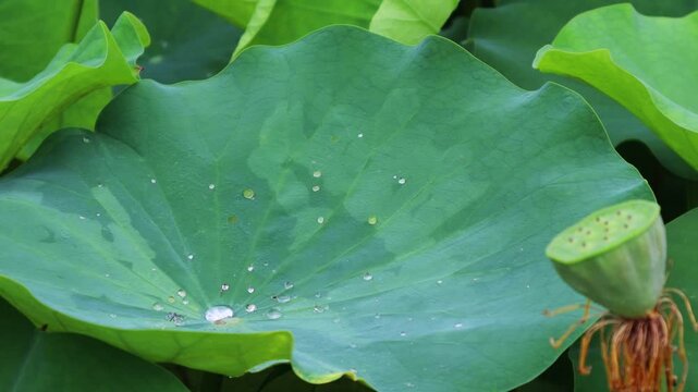 밤사이 내린비로 연못의 연잎위에 물방울이 맺혀있습니다.The rain that fell overnight has left water droplets on the lotus leaves in the pond.