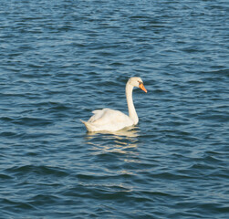 A swan on the Brenta River. Near the sea in Italy.
Chioggia, Italy. adriatic sea