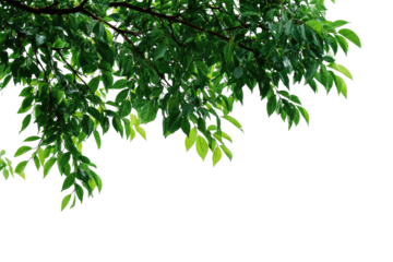 Lush green leaves on branches, hanging canopy