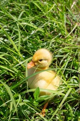 A bright yellow duckling
