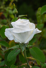 Vertical closeup view of delicate dewy white rose flower with bud and leaves outdoors in garden