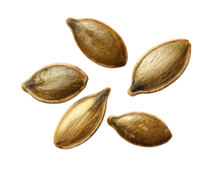 Close-up of pumpkin seeds arranged in a starburst pattern