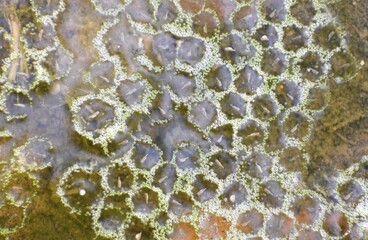 Tadpole Eggs in Water – Early Stage of Amphibian Life Cycle