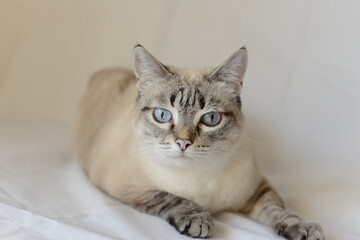Domestic Cat rest and looks at the camera. Siamese cat mix. Lynx point.