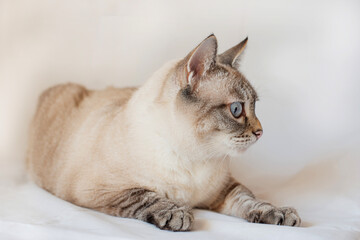 Domestic Cat rest and looks away. Siamese cat mix. Lynx point