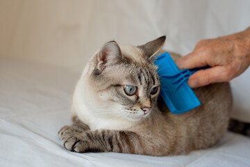 The owner brushes a domestic cat. Domestic Cat rest and looks away. Siamese cat mix. Lynx point.