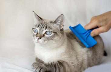 The owner brushes a domestic cat. Domestic Cat rest and looks away. Siamese cat mix. Lynx point.