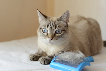 The owner brushes a domestic cat. Domestic Cat rest and looks away. Siamese cat mix. Lynx point.