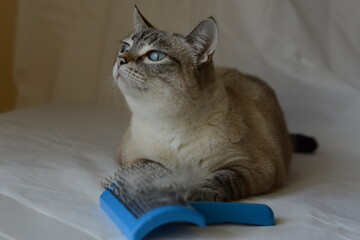 The owner brushes a domestic cat. Domestic Cat rest and looks away. Siamese cat mix. Lynx point.