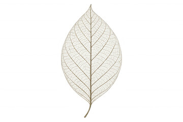 Skeleton leaf showing veins and delicate texture. White plant structure symbolizing decay and fragility on transparent background