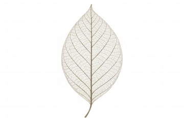 Skeleton leaf showing veins and delicate texture. White plant structure symbolizing decay and fragility on transparent background
