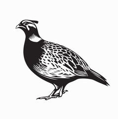 Partridge Bird Vector Illustration Black and White Design on white background