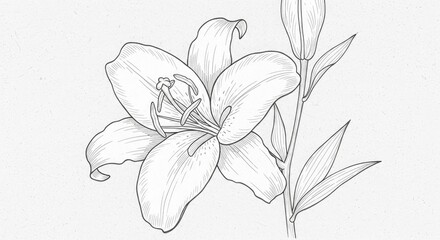 Lily flower drawing sketch illustration floral botanical line art design nature garden blooming blossom art