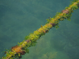 Colorful Weed Encrusted Mooring Line
