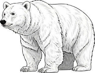 Vector White Bear with Detailed Line Art on White Background