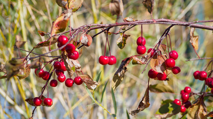 A branch of wild apple with red berries on a sunny autumn day
