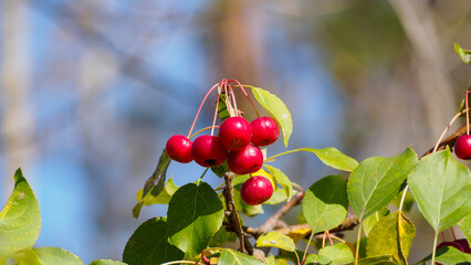 A branch of wild apple with red berries on a sunny autumn day