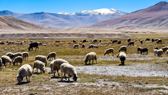 Sheep herd grazes near Umling La, approaching the world's highest motorable pass at 5,799m in Ladakh, with snow peaks under blue skies, captured September 2025. High-altitude adventure scene.