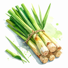 Watercolor painting of a bunch of fresh lemongrass stalks tied with twine.