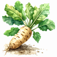 Watercolor illustration of a single sugar beet with green leaves.