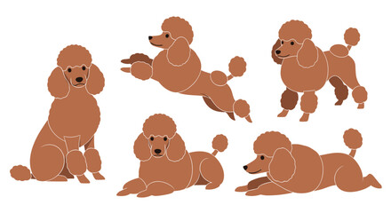Fototapeta premium A collection of brown poodles in various playful poses.