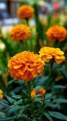 A vibrant display of orange marigold flowers in full bloom, their petals creating a textured, spherical shape, set against a backdrop of lush green foliage and blurred colors