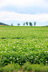 White Blossoms of Labor: Potato Flower Field Framed by Five Trees and Mountain Horizon