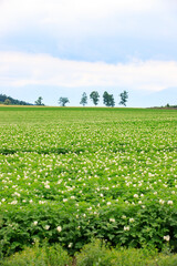 Obraz premium White Blossoms of Labor: Potato Flower Field Framed by Five Trees and Mountain Horizon