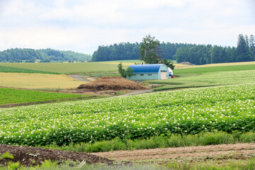 Countryside Composition: Blooming Potato Field and Blue-Roofed Shed Framed by Forest Horizon