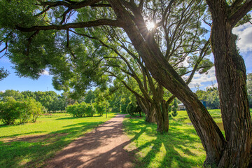 Path in a park with trees on either side