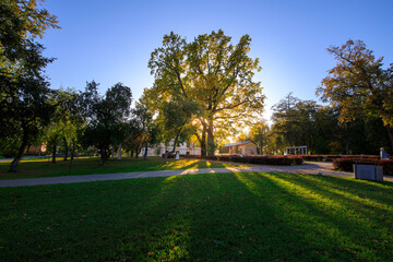 Park with a large tree in the middle and a few other trees around it