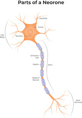 Parts of a Neuron Dendrites Axon Myelin Sheath and More Vector Illustration