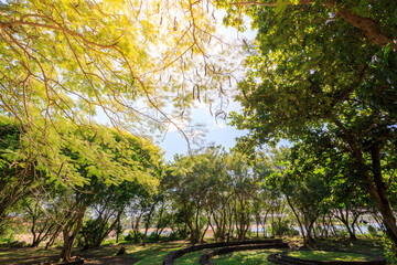 Lush green forest with a clear blue sky above
