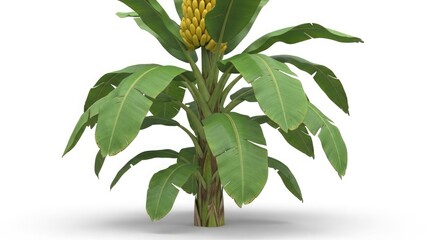 Banana tree plant with yellow bananas tropical fruit leaves foliage nature exotic vegetation greenery growth