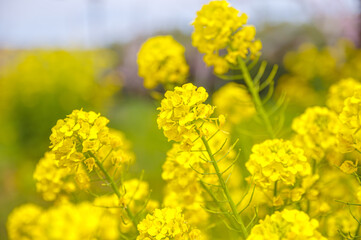 春の光に輝く菜の花畑