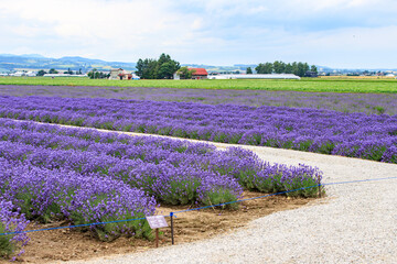 Lavender Fields in Full Bloom in Furano, Hokkaido, Japan