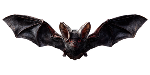 Strikingly detailed bat with outstretched wings and piercing red eyes, a captivating creature of the night ready for your spooky projects.. Perfect for Halloween Designs