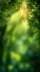 Blurred lush green forest with sunlight rays shining through trees, soft natural haze, cool refreshing atmosphere, dreamy bokeh blur, minimal clean composition with wide blank copy space for text.