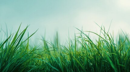Obraz premium Blurred lush green grass field with cool daylight tone, fresh and clean atmosphere, soft blue-green color grading, dreamy blur effect, minimal composition with wide blank copy space for text.